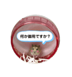 animalsスタンプショップ3（個別スタンプ：8）