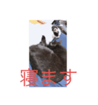黒のチョコと白黒のココア（個別スタンプ：6）