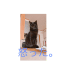 黒のチョコと白黒のココア（個別スタンプ：7）