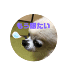 吉川家のマロマロマロン（個別スタンプ：1）