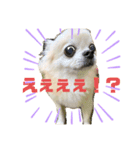 吉川家のマロマロマロン（個別スタンプ：4）