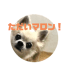吉川家のマロマロマロン（個別スタンプ：6）