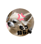 吉川家のマロマロマロン（個別スタンプ：7）