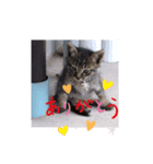 猫のキャベツくんの日常スタンプ（個別スタンプ：1）