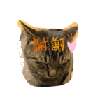 猫のキャベツくんの日常スタンプ（個別スタンプ：2）