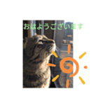 猫のキャベツくんの日常スタンプ（個別スタンプ：3）