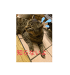 猫のキャベツくんの日常スタンプ（個別スタンプ：5）
