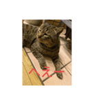 猫のキャベツくんの日常スタンプ（個別スタンプ：6）