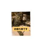 猫のキャベツくんの日常スタンプ（個別スタンプ：7）