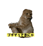 コテツとゴン太（個別スタンプ：3）