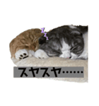 コテツとゴン太（個別スタンプ：5）