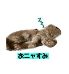 コテツとゴン太（個別スタンプ：8）