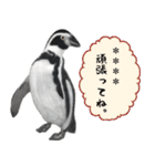 ほほえみフレンズ！ペンギンのカスタムだよ（個別スタンプ：5）