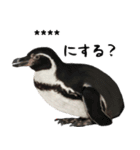 ほほえみフレンズ！ペンギンのカスタムだよ（個別スタンプ：16）