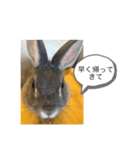 基本 ウサギ（個別スタンプ：2）