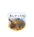 基本 ウサギ（個別スタンプ：3）