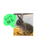 基本 ウサギ（個別スタンプ：4）