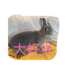 基本 ウサギ（個別スタンプ：8）