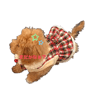 maronn tann（個別スタンプ：5）