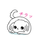 関西弁をちょっと話すマルチーズ（個別スタンプ：3）