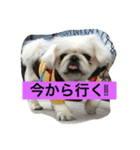 ペキニーズのこゆきともなか（個別スタンプ：1）