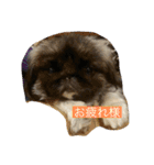 ペキニーズのこゆきともなか（個別スタンプ：6）