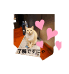 にゃんスター( 〃▽〃)（個別スタンプ：6）