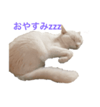 My lovely   pets（個別スタンプ：1）