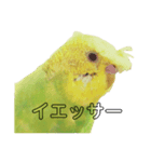 まめちゃん集（個別スタンプ：1）