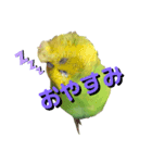 まめちゃん集（個別スタンプ：3）