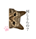 きじねこスタンプ（個別スタンプ：6）
