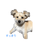 シンパ（個別スタンプ：6）