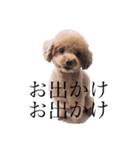 ワンコとBabyと時々ママ（個別スタンプ：6）