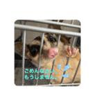 animalsスタンプショップ2（個別スタンプ：1）
