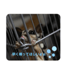 animalsスタンプショップ2（個別スタンプ：6）
