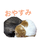 友達との日常で使える猫たち 2（個別スタンプ：2）