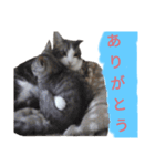 友達との日常で使える猫たち 2（個別スタンプ：5）