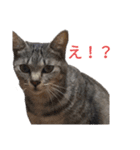 友達との日常で使える猫たち 2（個別スタンプ：7）