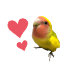 コザクラインコ ペッコちゃん（個別スタンプ：1）
