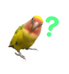 コザクラインコ ペッコちゃん（個別スタンプ：2）