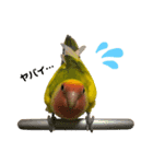 コザクラインコ ペッコちゃん（個別スタンプ：3）