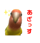 コザクラインコ ペッコちゃん（個別スタンプ：4）