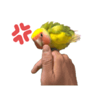コザクラインコ ペッコちゃん（個別スタンプ：5）