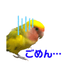コザクラインコ ペッコちゃん（個別スタンプ：7）