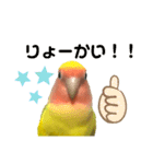 コザクラインコ ペッコちゃん（個別スタンプ：8）