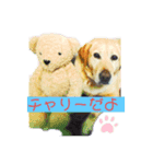 cute charry（個別スタンプ：1）