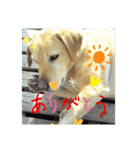 cute charry（個別スタンプ：5）