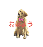 cute charry（個別スタンプ：6）