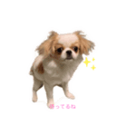 ペキチワゆぅちゃん（個別スタンプ：6）