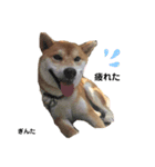 柴犬 ぎんた（個別スタンプ：1）